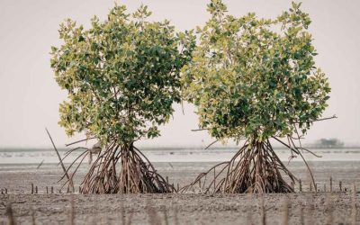 Cocotiers et mangroves à l’île Maurice: immersion dans les écosystèmes tropicaux préservés