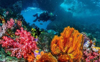 Barrière de corail Île Maurice : où plonger pour admirer les fonds marins ?